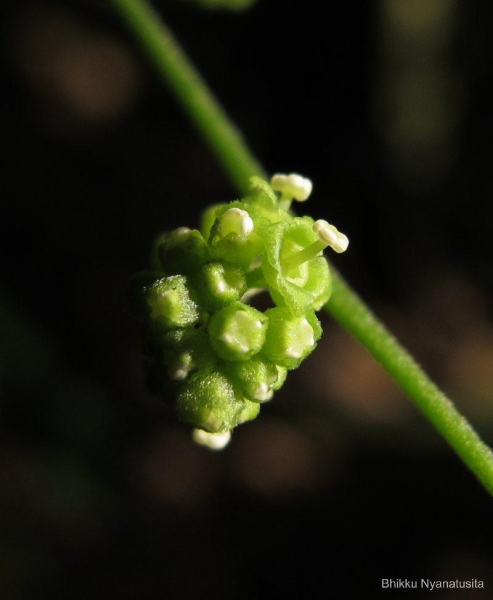 Cyclea peltata (Lam.) Hook.f. & Thomson